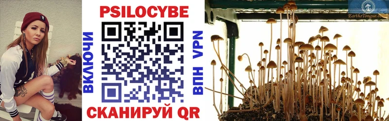 Купить  Яблоновский  Псилоцибиновые грибы Psilocybe 